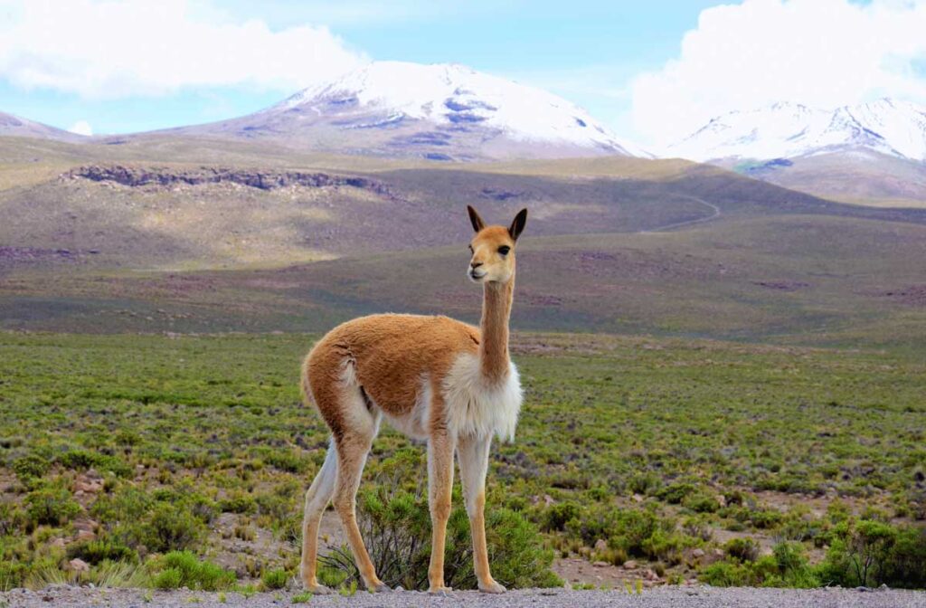 Vicuña in the altiplano of the Arequipa region, Peru