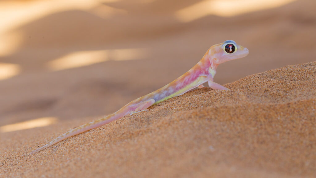 Web-footed gecko in Namib Desert