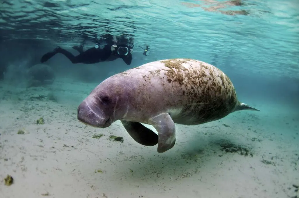 A swimmer photographs a West Indian Manatee