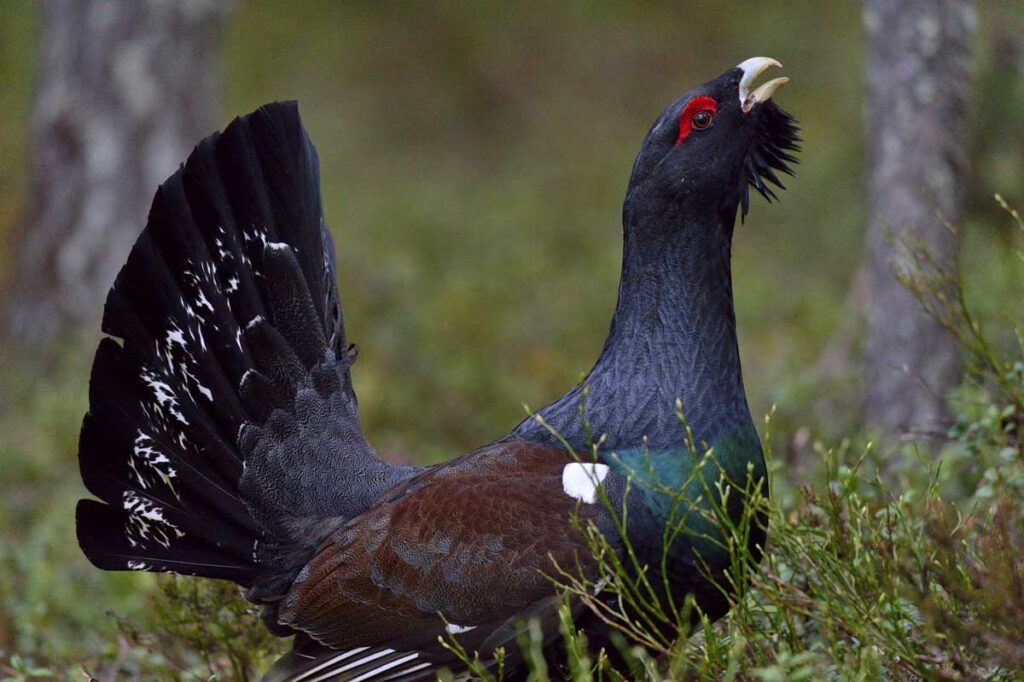 Western Capercaillie (Tetrao urogallus) male in the spring forest