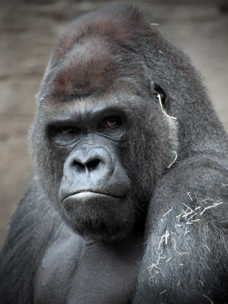 Western Gorilla closeup