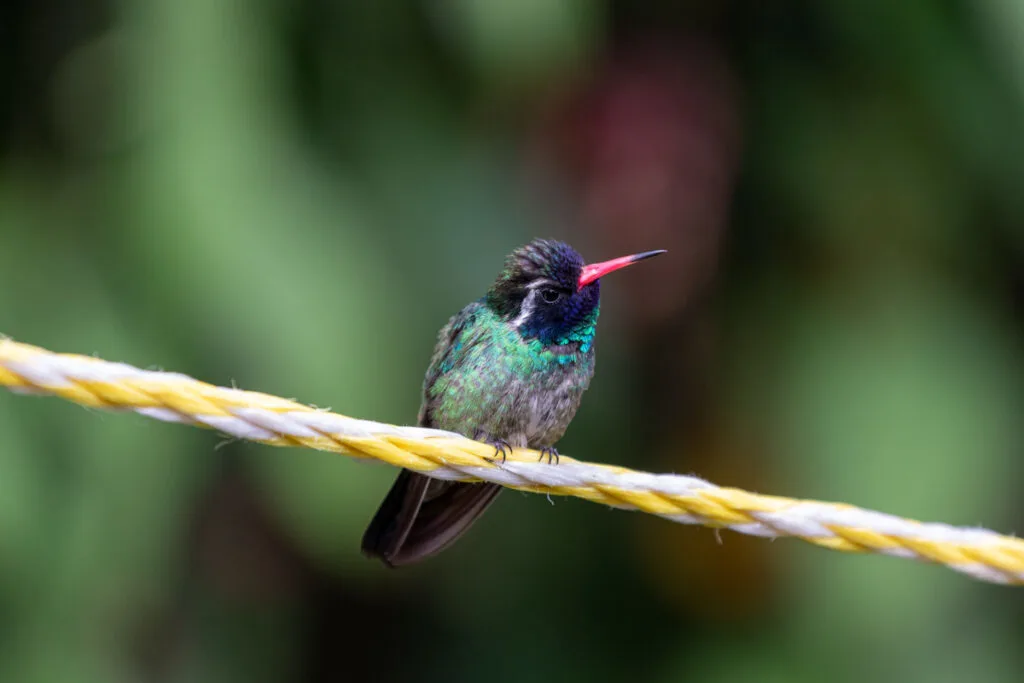Closeup of a white-eared hummingbird sitting on the rope