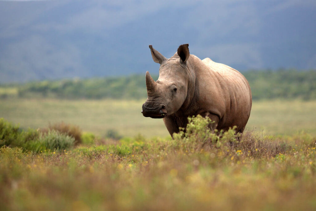 white rhino grazing in open field