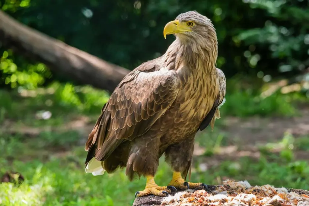 Beautiful white tailed eagle standing on grass