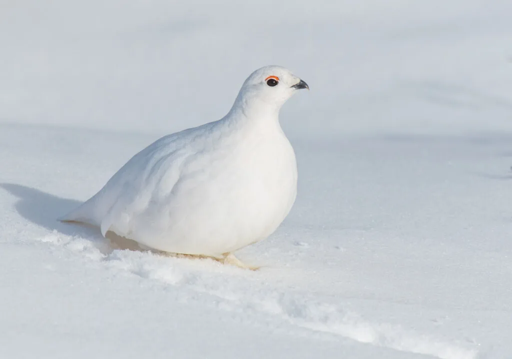 A White-tailed Ptarmigan with winter plumage