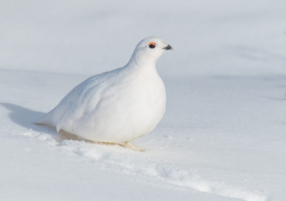 37 Animals That Start With W - Wildlife Explained