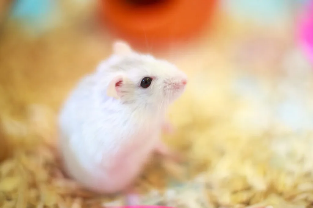 Cute Winter White Dwarf Hamster standing two legs