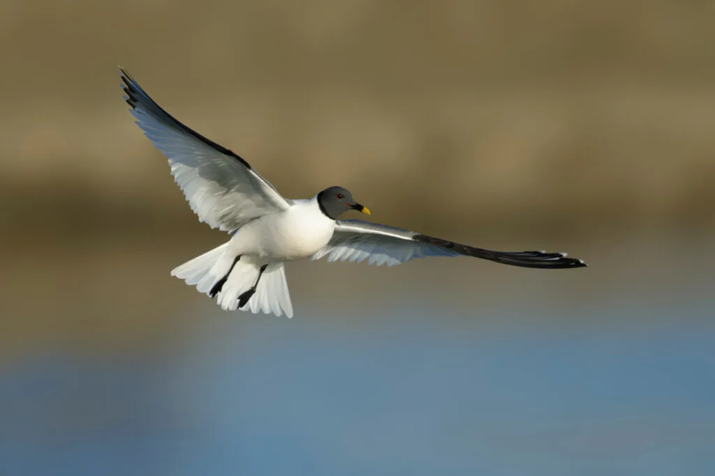 Adult summer plumaged Xeme or Sabine's Gull (Xema sabini) in Alaska