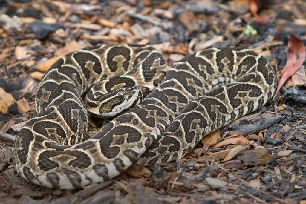 Yacara grande snake, also known as Bothrops alternatus