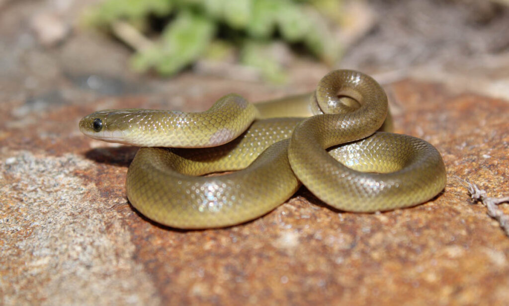Yellow-bellied house snake (Lamprophis fuscus)