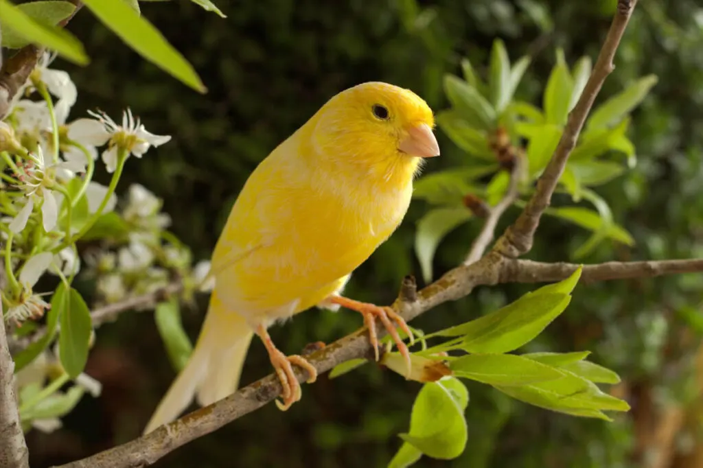 Yellow Canary bird on a branch