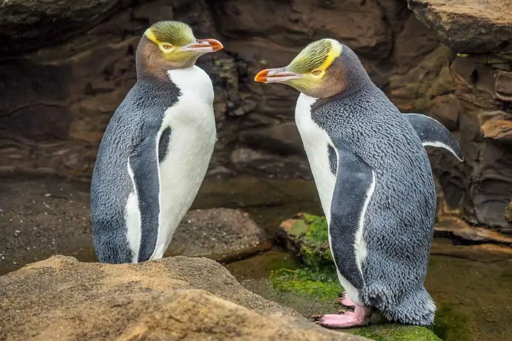 Yellow Eyed Penguins in New Zealand