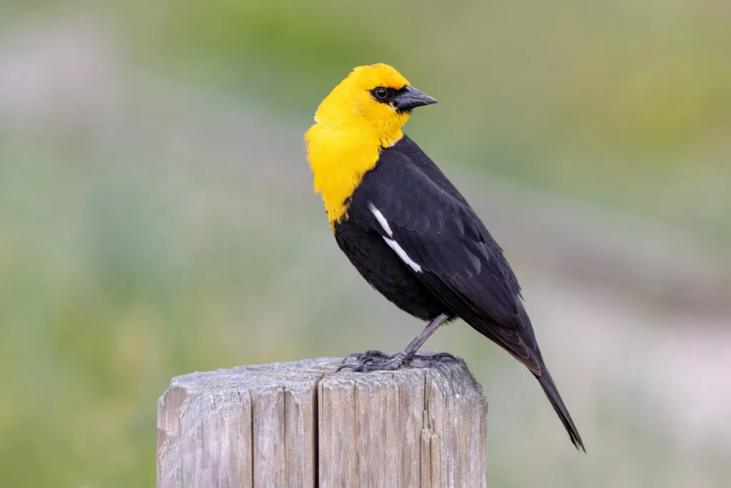 yellow headed blackbird at Richmond BC Canada