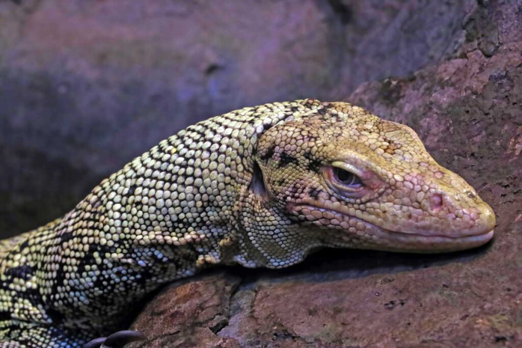 Close-up on a yellow monitor lizard in the park