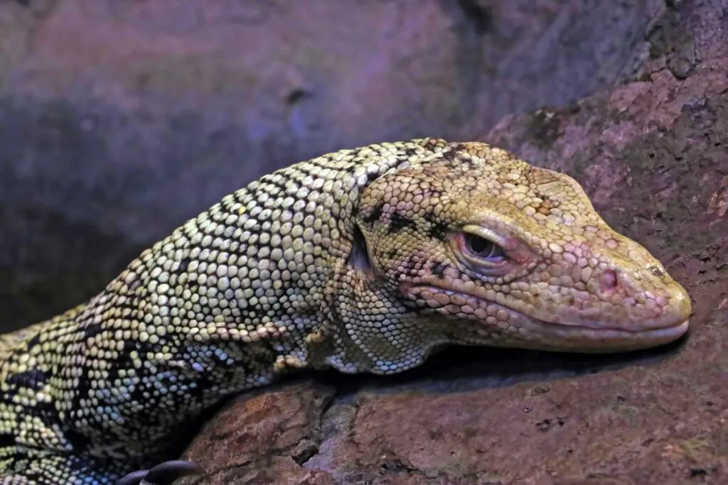 Close-up on a yellow monitor lizard in the park