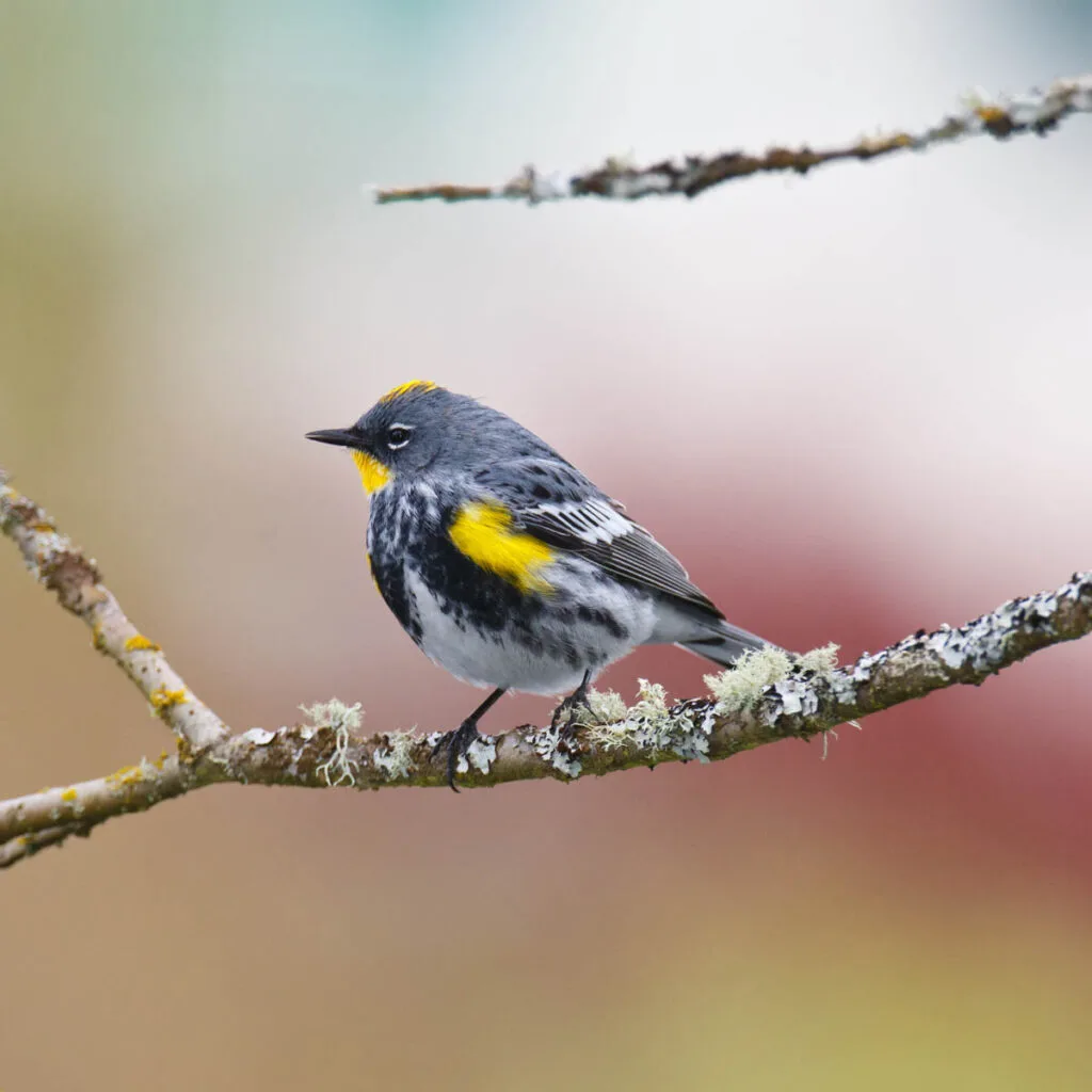 Male Yellow-rumped Warbler perched on a branch