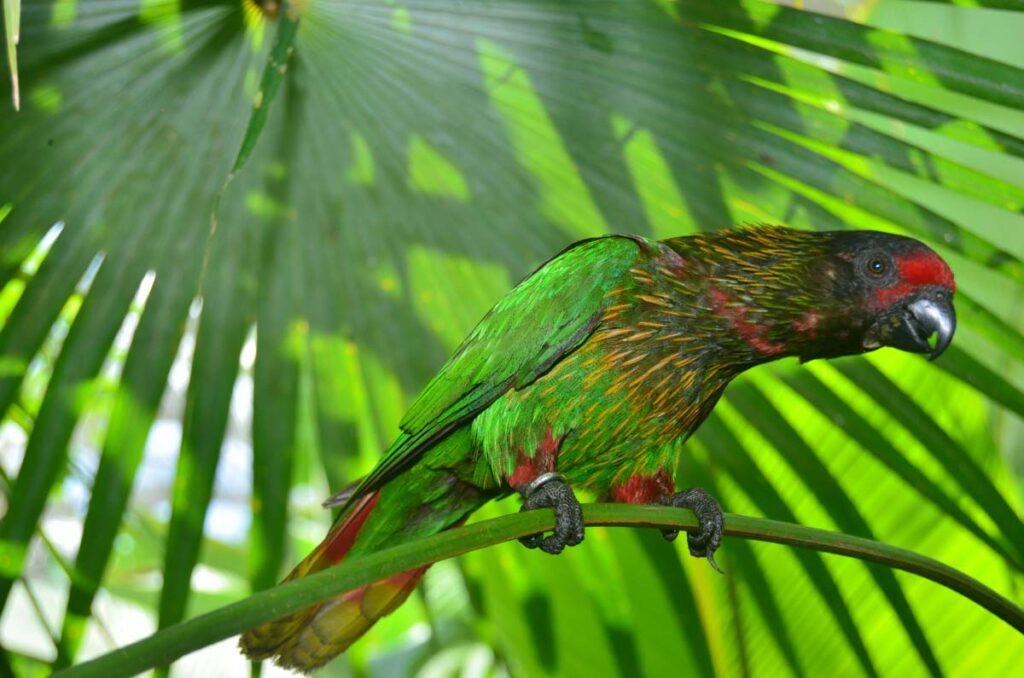 Yellow streaked lory on a tree