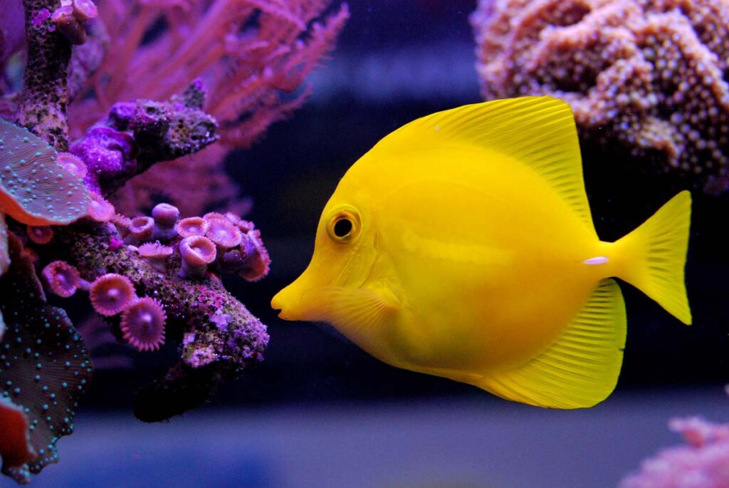 Yellow Tang fish swimming
