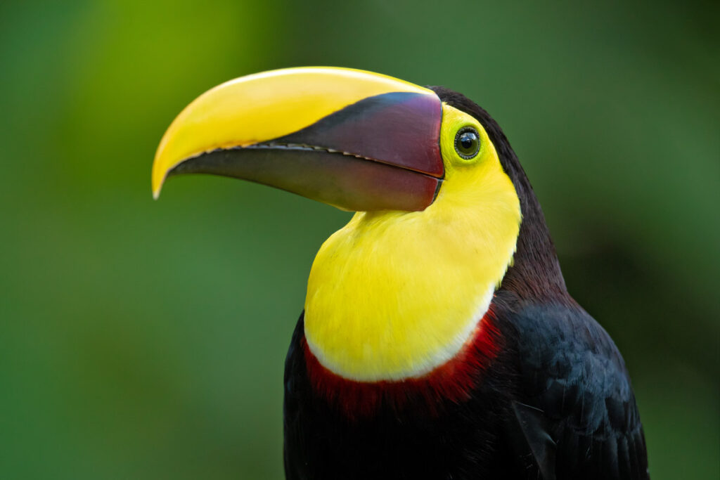 The yellow-throated toucan (Ramphastos ambiguus) is a large toucan in the family Ramphastidae found in Central and northern South America
