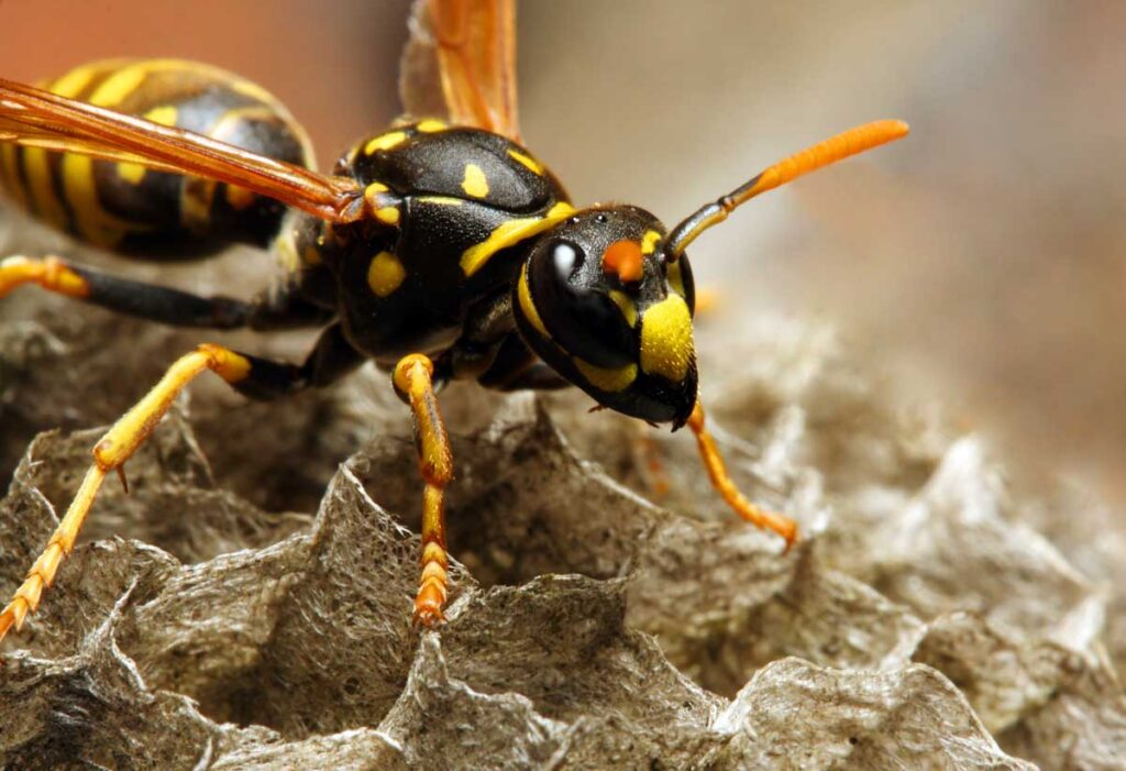 Yellowjacket wasp