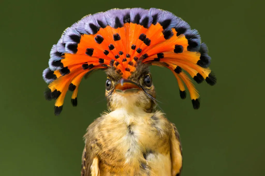 Amazonian Royal Flycatcher displaying its bright red crest