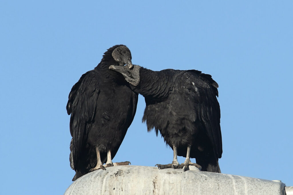 Pair of Black Vultures (Coragyps atratus) with a blue sky background