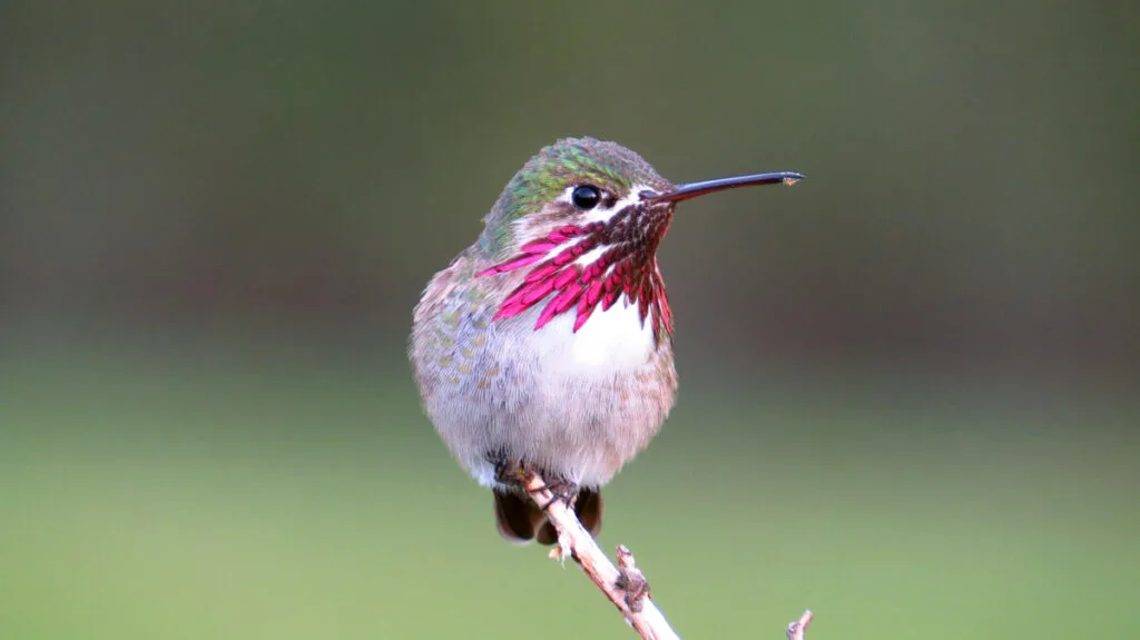 Calliope Hummingbird closeup