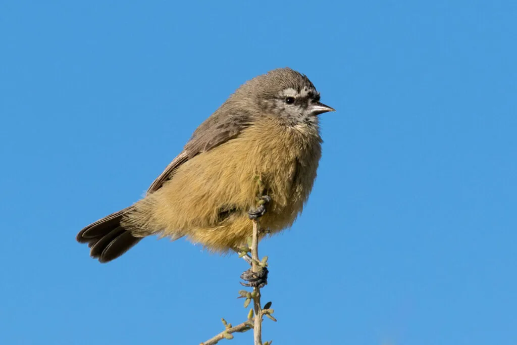 Cape Penduline Tit bird perched against a blue sky