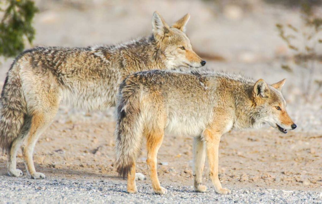 Pair of coyotes (Canis latrans) in the Desert