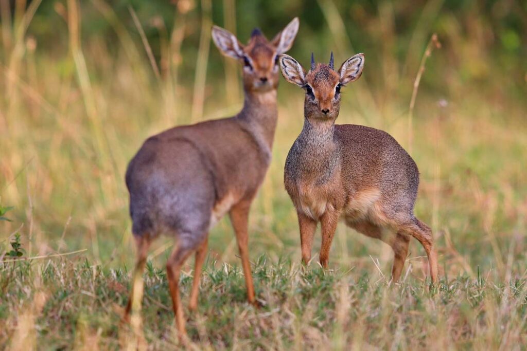 Dik-dik antelope pair in nature
