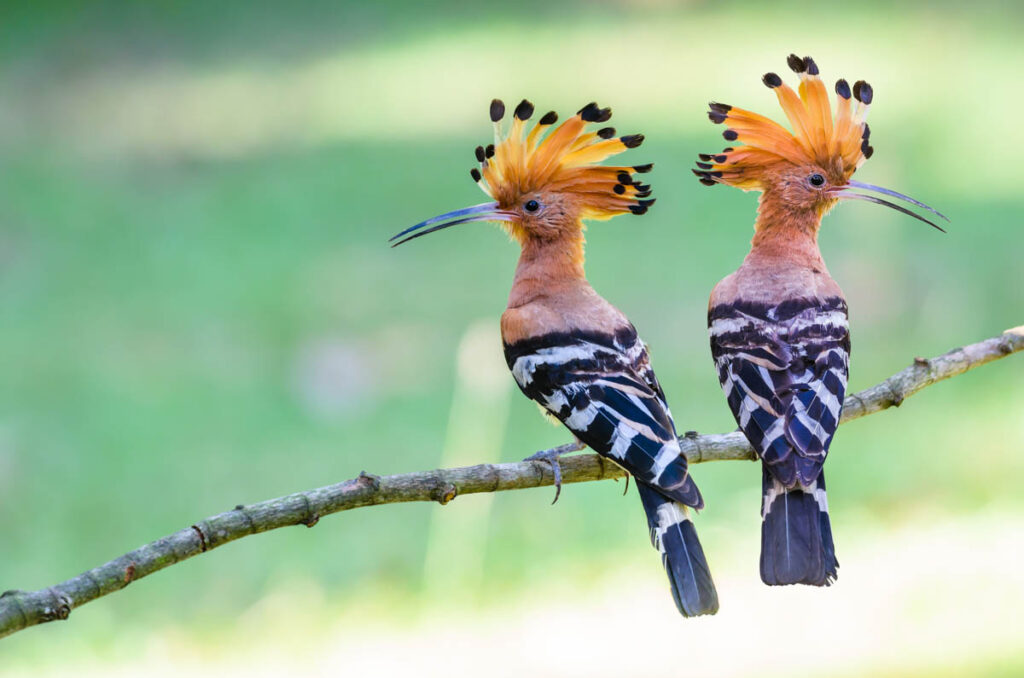 Eurasian hoopoe birds perched together on branch