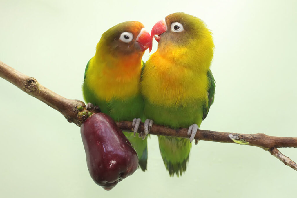 A pair of lovebirds are perched on a branch