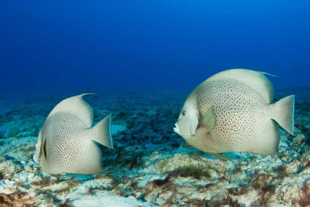 A pair of French angelfish survey the sandy areas around a tropical coral reef