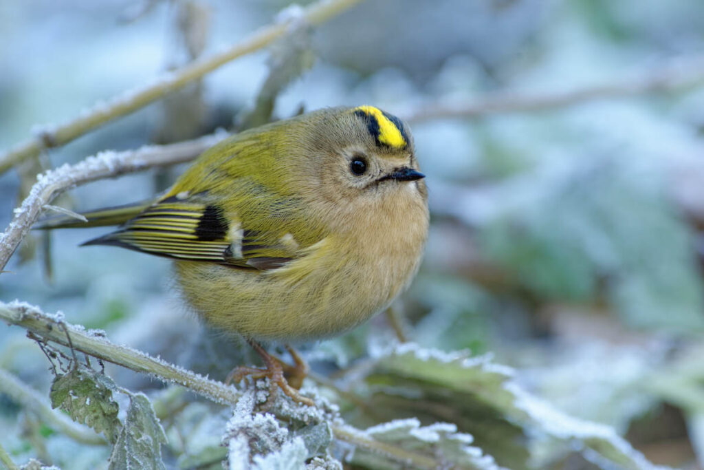 Goldcrest bird sitting on the branch in cold winter snowy time