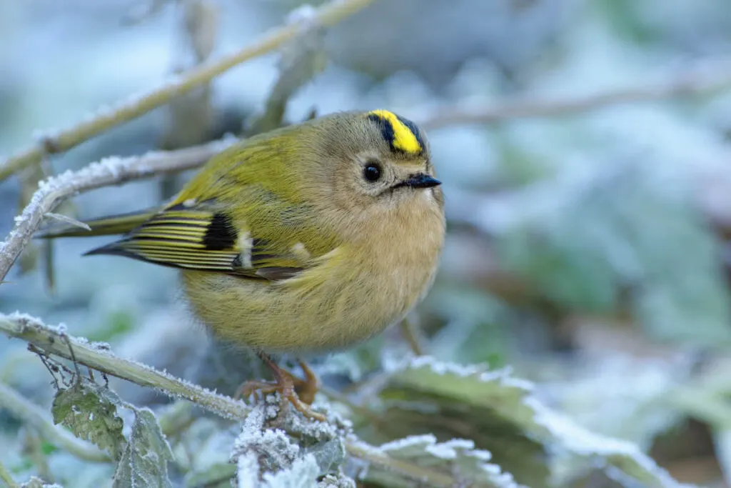 Goldcrest bird sitting on the branch in cold winter snowy time