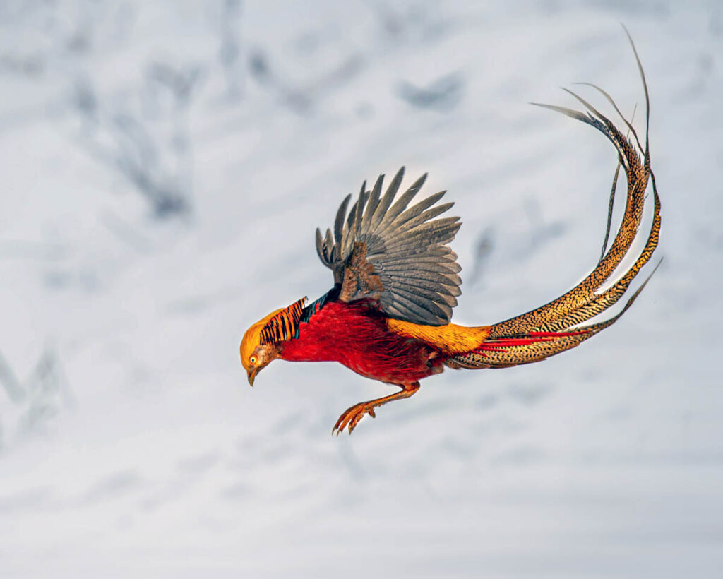 Golden Pheasant foraging in the wild in winter