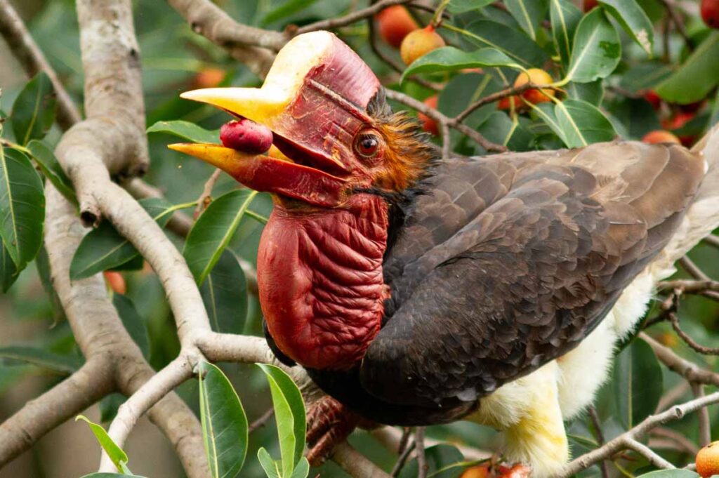 Helmeted Hornbill eating fruit