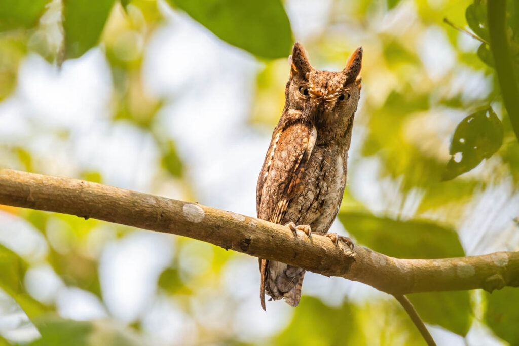 Indian Scops-Owl perched on branch