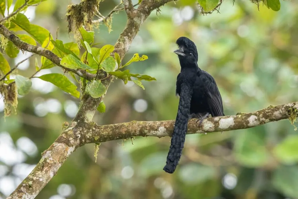 Long-wattled umbrellabird perched on a branch
