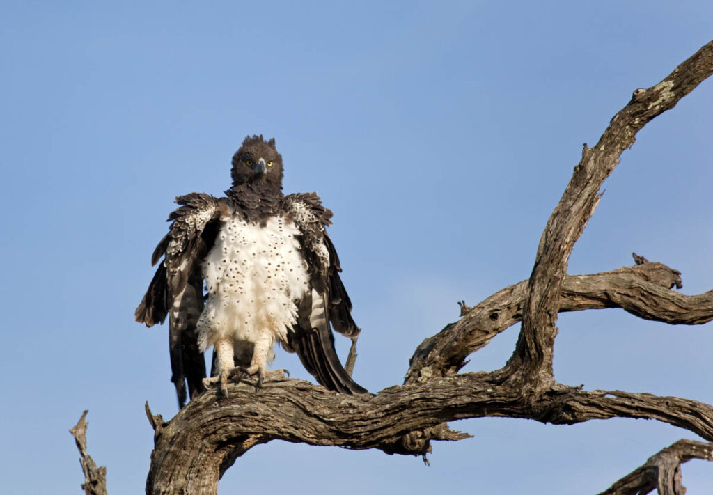 Martial Eagle (Polemaetus bellicosus)