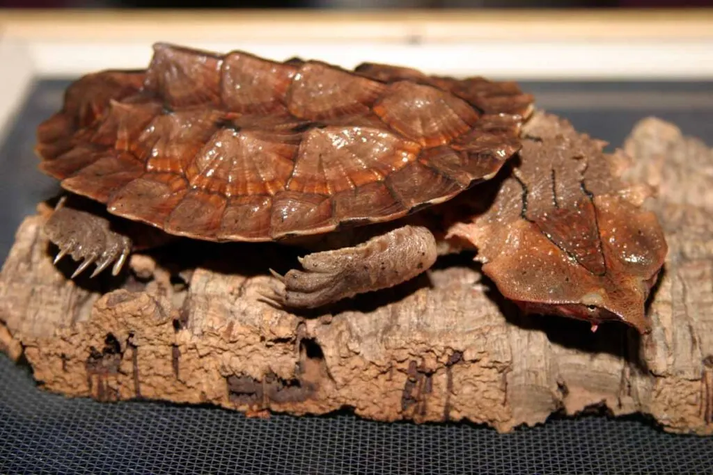 Matamata Turtle "Chelus fimbriatus" sits on a piece of bark