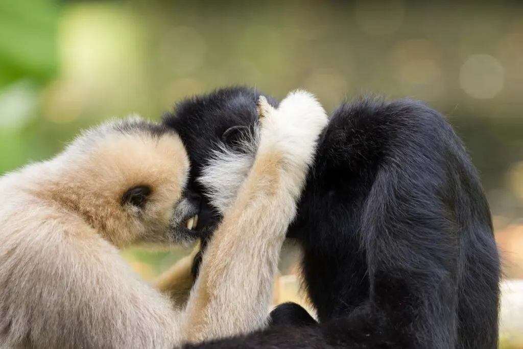 Pair of northern white-cheeked gibbons hugging
