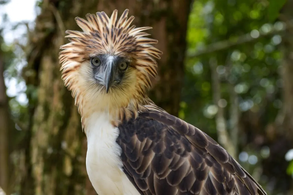 Philippine eagle (Pithecophaga jefferyi) facing camera