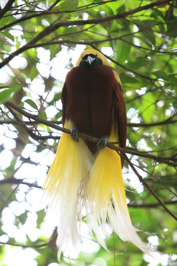 Raggiana bird-of-paradise closeup