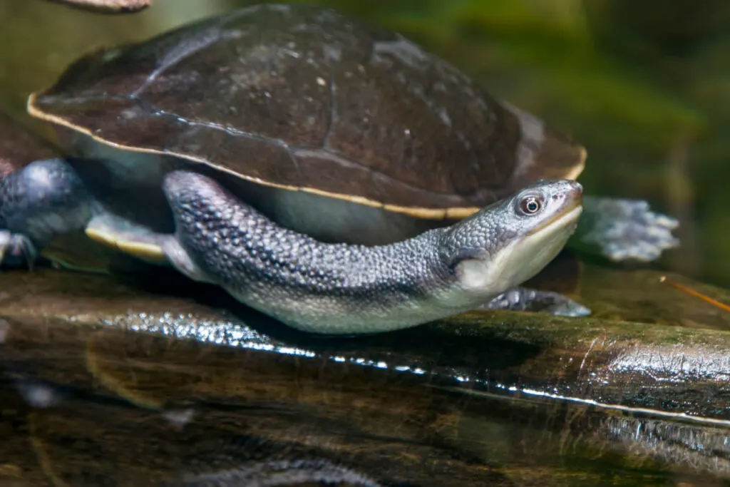 The Roti Island snake-necked turtle (Chelodina mccordi ) is a critically endangered turtle species