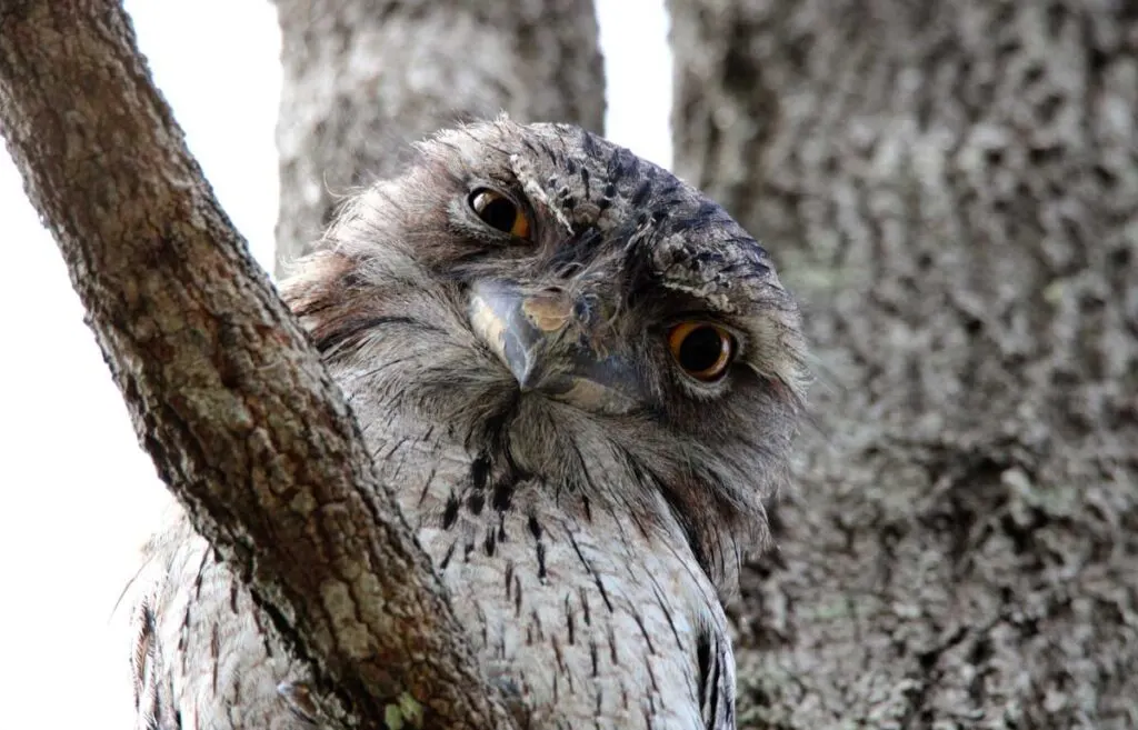 Tawny Frogmouth sitting in a tree