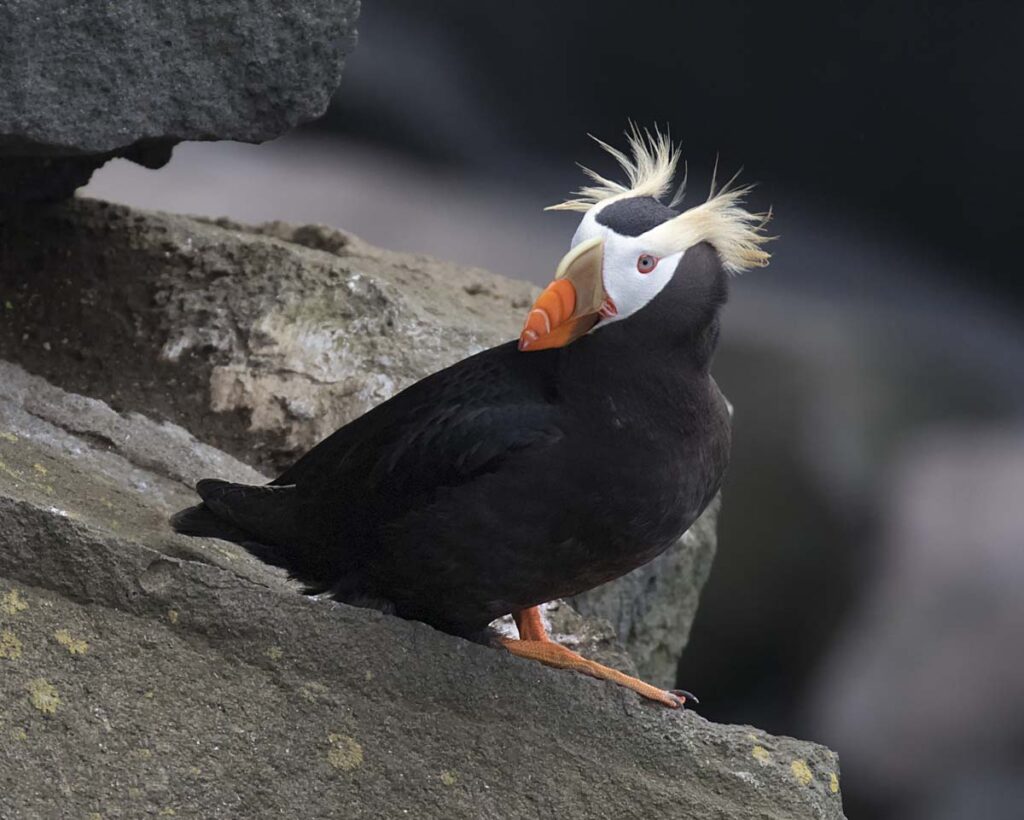 Tufted Puffin having a "Bad Hair Day"