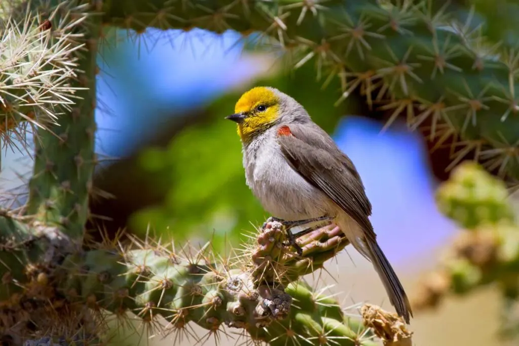Verdin Songbird in natural desert cacti environment