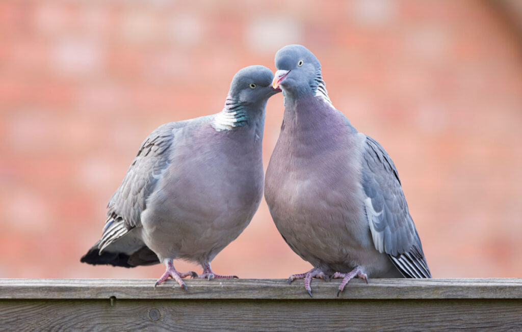 Mating ritual of Wood pigeons