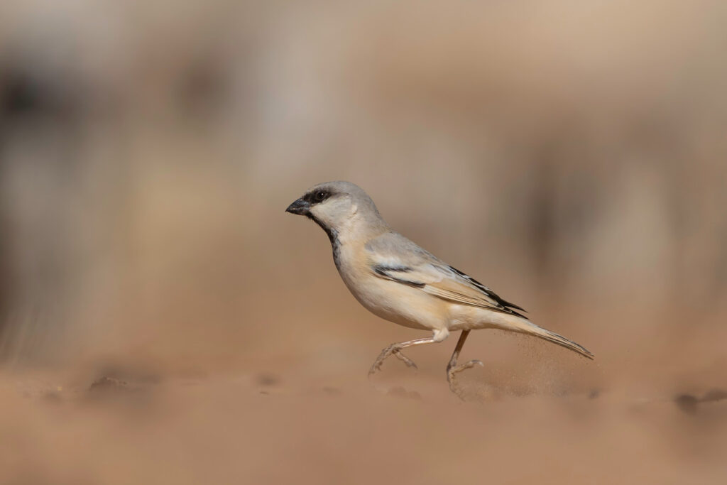 Desert sparrow on the ground